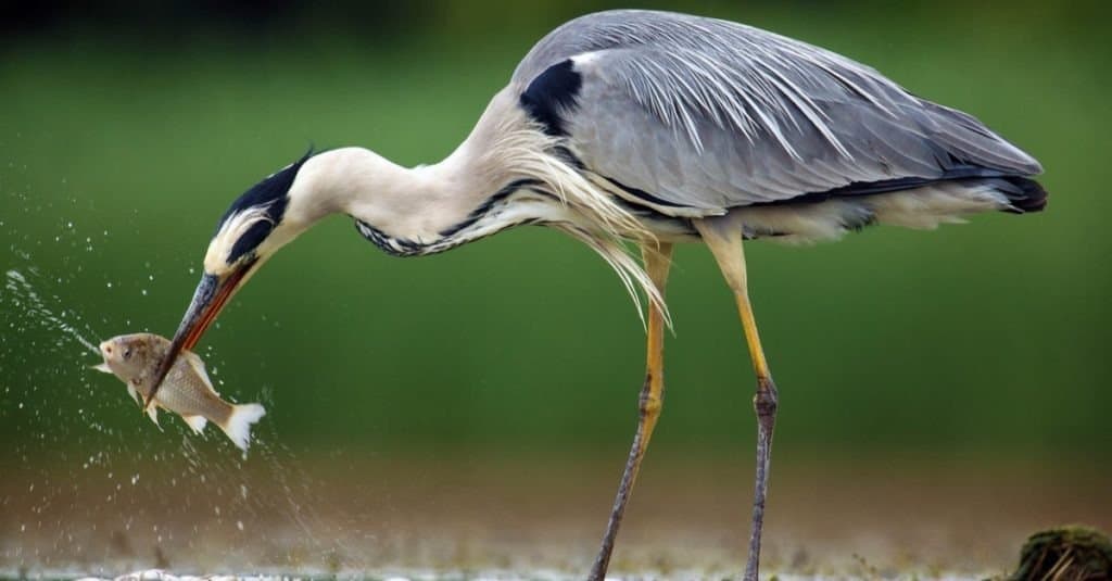 Görsel Kaynağı: https://a-z-animals.com/animals/heron/